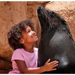 Buy Atlas Village – Sea Lion Experiences at Atlantis The Palm, Dubai, United Arab Emirates Mega Deals Now at Special Price in UAEMegaDeals.com Atlas Village – Sea Lion Experiences at Atlantis The Palm, Dubai, United Arab Emirates Family Shop Online at Special Price from UAE Mega Deals