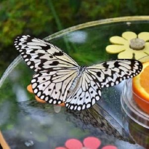 Dubai Butterfly Garden: Entry Ticket at Dubai Butterfly Garden, Dubai, United Arab Emirates Top Attractions Shop Online at Special Price from UAE Mega Deals