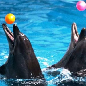 Dubai Dolphinarium: Dolphin & Seal Show at Dubai Dolphinarium, Dubai, United Arab Emirates Circus Shop Online at Special Price from UAE Mega Deals