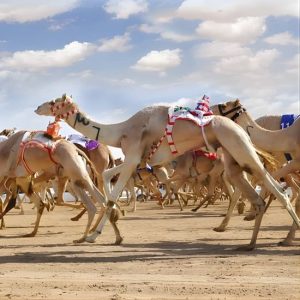 Buy Dubai Royal Camel Race with Prime Seats & Short Camel Ride at Dubai royal Camel Racing Club, Dubai, United Arab Emirates Mega Deals Now at Special Price in UAEMegaDeals.com Dubai Royal Camel Race with Prime Seats & Short Camel Ride at Dubai royal Camel Racing Club, Dubai, United Arab Emirates Activities Shop Online at Special Price from UAE Mega Deals