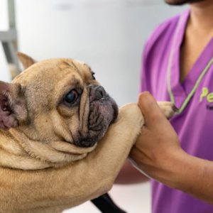 Full Dental Scaling For Pets At Pet Joy Veterinary Clinic PETS Shop Online at Special Price from UAE Mega Deals