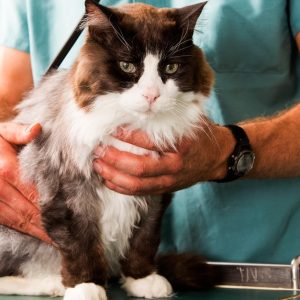 Buy Choice Of Pet Medical Checkup, Examination & Deworming Mega Deals Now at Special Price in UAEMegaDeals.com Choice Of Pet Medical Checkup, Examination & Deworming PETS Shop Online at Special Price from UAE Mega Deals