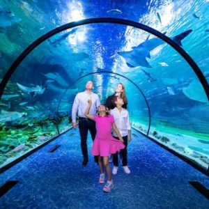 Combo: The National Aquarium Abu Dhabi & The Pixoul Gaming. at The National Aquarium Abu Dhabi, Abu Dhabi, United Arab Emirates Activities Shop Online at Special Price from UAE Mega Deals