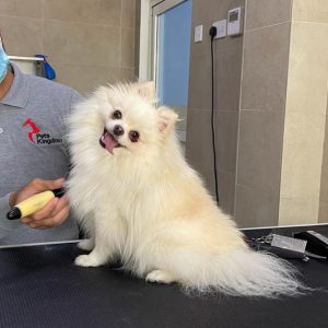 Extensive Pet Grooming Service PETS Shop Online at Special Price from UAE Mega Deals