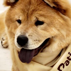 Buy Groom, Grin, And Wag: Unleash Pet Paradise Mega Deals Now at Special Price in UAEMegaDeals.com Groom, Grin, And Wag: Unleash Pet Paradise PETS Shop Online at Special Price from UAE Mega Deals