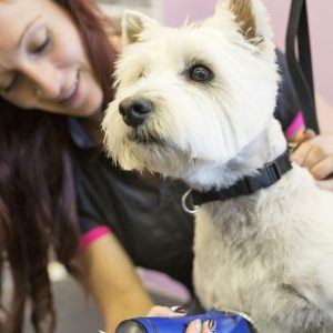 Buy Grooming – Pet Mega Deals Now at Special Price in UAEMegaDeals.com Grooming – Pet PETS Shop Online at Special Price from UAE Mega Deals