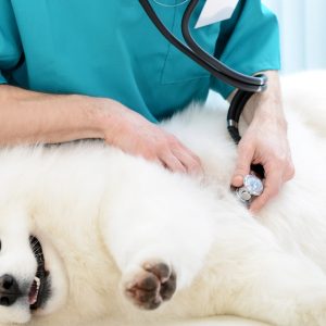 Medical Checkup And Anti-Flea Medication Or Deworming For Pets PETS Shop Online at Special Price from UAE Mega Deals