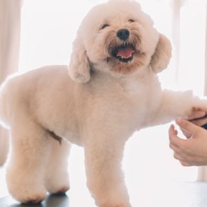 Buy Pamper Your Cat Or Dog With Full Grooming – Wash, Haircut, And More Mega Deals Now at Special Price in UAEMegaDeals.com Pamper Your Cat Or Dog With Full Grooming – Wash, Haircut, And More PETS Shop Online at Special Price from UAE Mega Deals