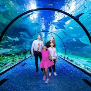 Buy The National Aquarium Abu Dhabi at The National Aquarium Abu Dhabi, Abu Dhabi, United Arab Emirates Mega Deals Now at Special Price in UAEMegaDeals.com The National Aquarium Abu Dhabi at The National Aquarium Abu Dhabi, Abu Dhabi, United Arab Emirates Family Shop Online at Special Price from UAE Mega Deals