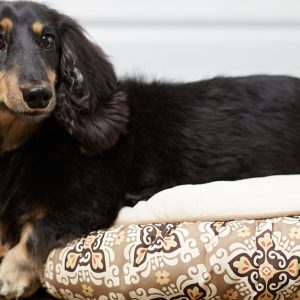 Pet Boarding & Daycare Packages For Cats And Dogs Of All Sizes PETS Shop Online at Special Price from UAE Mega Deals