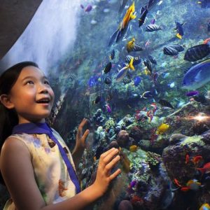Aquaventure Waterpark + Lost Chambers Aquarium at Aquaventure Waterpark, Dubai, United Arab Emirates Activities Shop Online at Special Price from UAE Mega Deals
