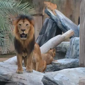 Dive Into Fun: Zoo Entrance With Activity And Aed 50/100/200 Voucher PARKS Shop Online at Special Price from UAE Mega Deals