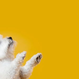 Full Grooming Service – Cat Or Small, Medium Or Large Dog Package PETS Shop Online at Special Price from UAE Mega Deals