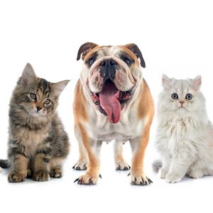 Full Grooming With Haircut At Cute Cat Veterinary Clinic PETS Shop Online at Special Price from UAE Mega Deals