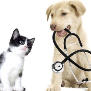 Buy Get Specialized Vet Care For Your Pet At Cute Cat Veterinary Clinic Mega Deals Now at Special Price in UAEMegaDeals.com Get Specialized Vet Care For Your Pet At Cute Cat Veterinary Clinic PETS Shop Online at Special Price from UAE Mega Deals