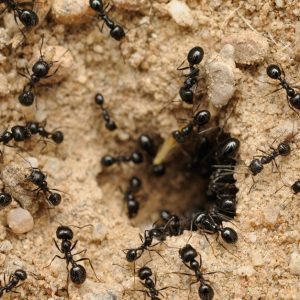 Pest Control Service – General HANDYMAN SERVICES Shop Online at Special Price from UAE Mega Deals
