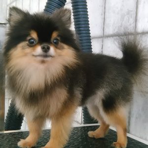 Buy Pet Grooming Package At Sweet Grooming Pet Salon Mega Deals Now at Special Price in UAEMegaDeals.com Pet Grooming Package At Sweet Grooming Pet Salon PETS Shop Online at Special Price from UAE Mega Deals