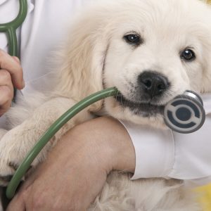 Veterinary Services For A Dog Or Cat At Zoo Veterinary Clinic PARKS Shop Online at Special Price from UAE Mega Deals