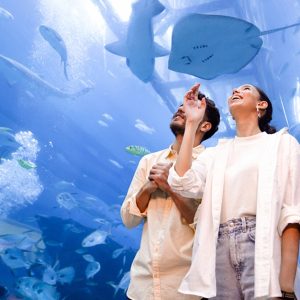 Dubai Aquarium And Dubai Frame Entry Tickets For 1, 2 Or 4 Adults PARKS Shop Online at Special Price from UAE Mega Deals