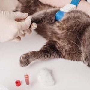 Female Cat Spaying Up To Or Above 20 Kg, Male Dog Castration & More PETS Shop Online at Special Price from UAE Mega Deals