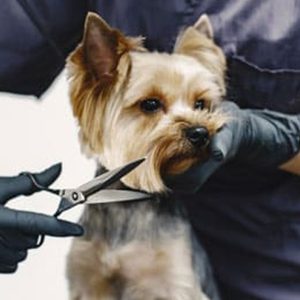 Fresh & Fluffy Pet Grooming – Full Grooming With Haircut (cats & Dogs) PETS Shop Online at Special Price from UAE Mega Deals
