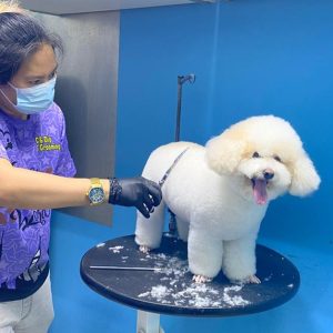 Get Full Grooming For Cats Or Small, Medium, Large Or Extra Large Dogs PETS Shop Online at Special Price from UAE Mega Deals