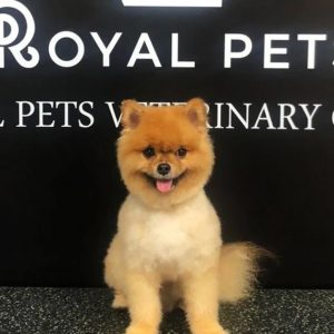Buy Get Premium Full Grooming For Cats Or Dogs Under Or Over 10kg Mega Deals Now at Special Price in UAEMegaDeals.com Get Premium Full Grooming For Cats Or Dogs Under Or Over 10kg PETS Shop Online at Special Price from UAE Mega Deals