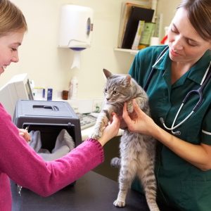 Medical Services For Pets At Pet Joy Veterinary Clinic PETS Shop Online at Special Price from UAE Mega Deals