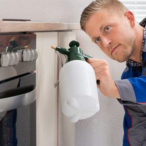 Pest Control Services For Homes And Offices HANDYMAN SERVICES Shop Online at Special Price from UAE Mega Deals