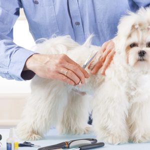 Pet – Grooming Salon PETS Shop Online at Special Price from UAE Mega Deals