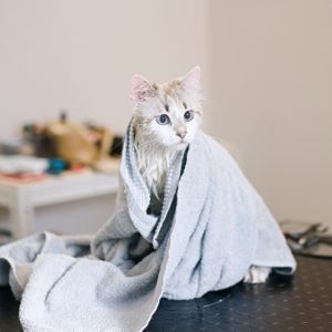 Buy Pet Pamper Grooming: Full Grooming + Haircut For Cats & All Dog Sizes Mega Deals Now at Special Price in UAEMegaDeals.com Pet Pamper Grooming: Full Grooming + Haircut For Cats & All Dog Sizes PETS Shop Online at Special Price from UAE Mega Deals