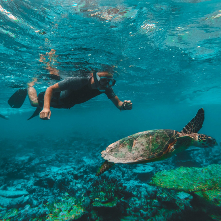 Dive & Snorkel Trips in Fujairah  Reef Oasis Dive Club - Fujairah