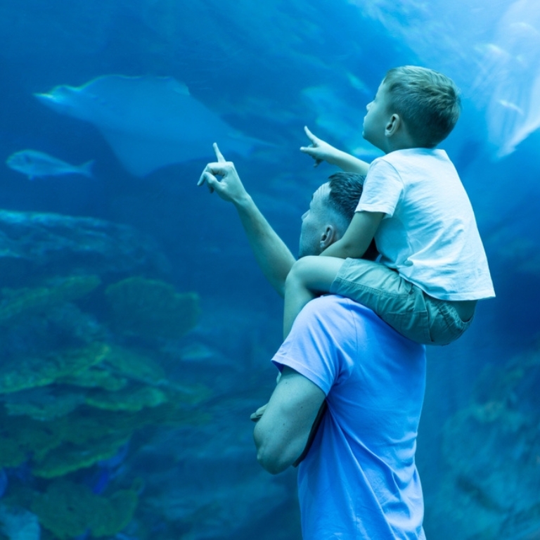 Dubai Aquarium & Underwater Zoo - Ray Encounter  The Dubai Mall