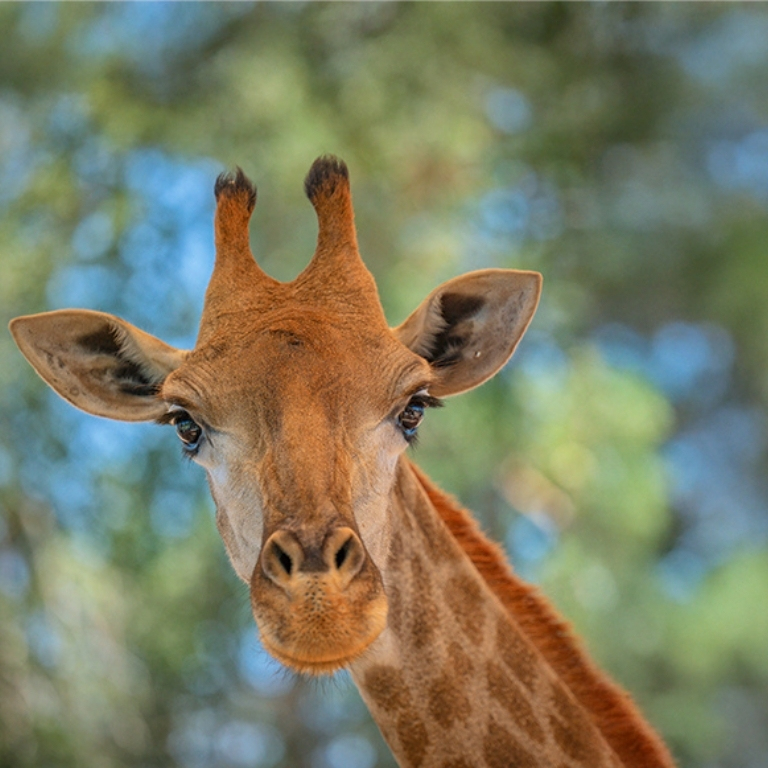 Emirates Park Zoo  Emirates Park Zoo