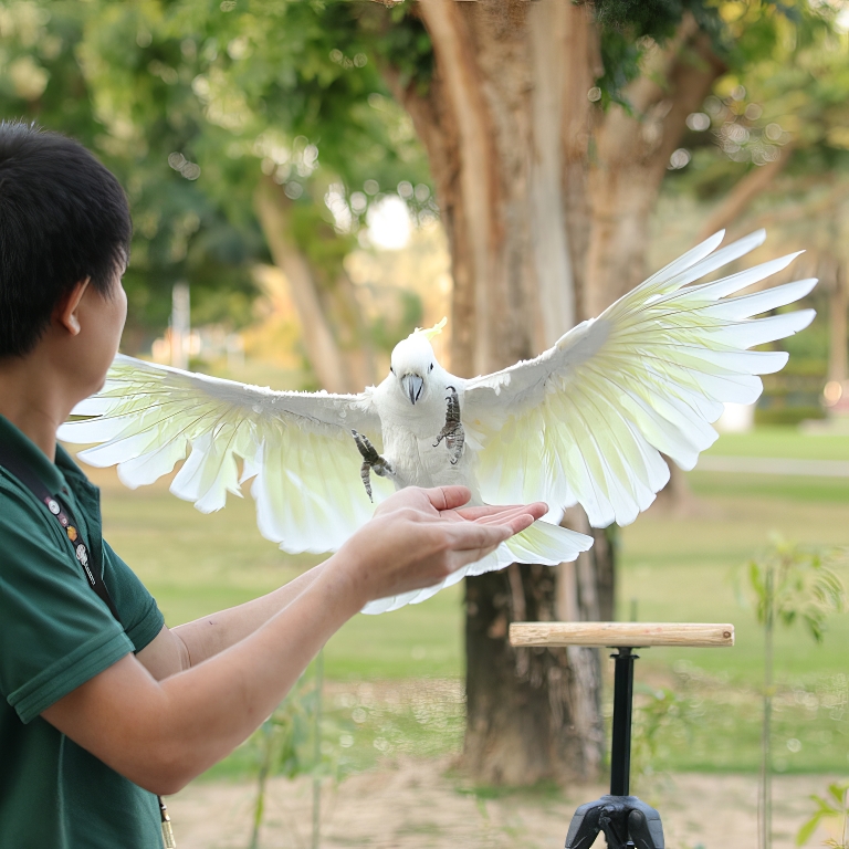 Exotic Bird Show - Dubai Dolphinarium  Dubai Dolphinarium