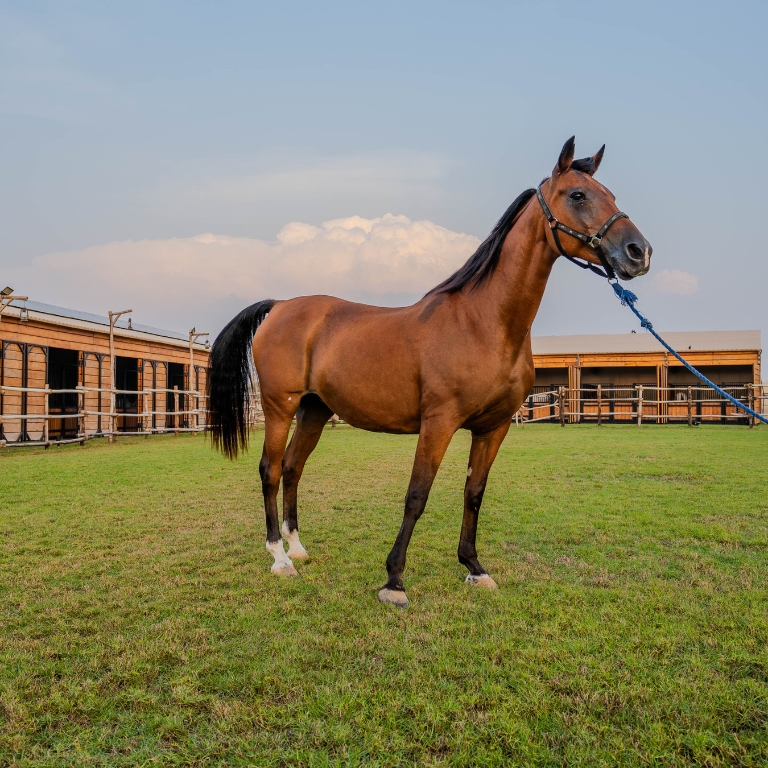 Horse Riding at Al Marmoom Oasis With Transfer  Al Qudra