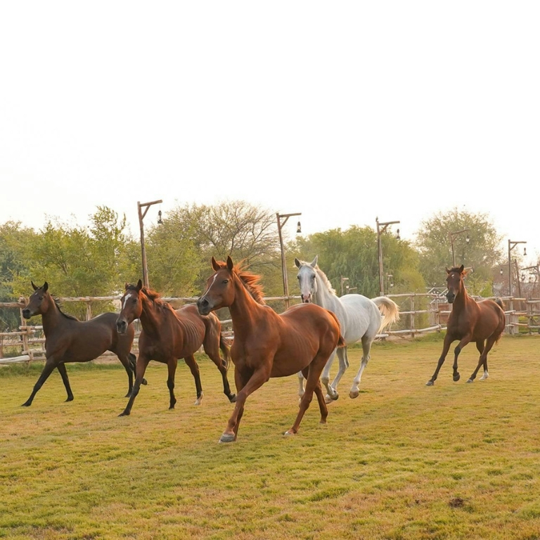 Horse Riding with Open Buffet Dinner & Shows  Al Marmoom Desert Conservation Reserve