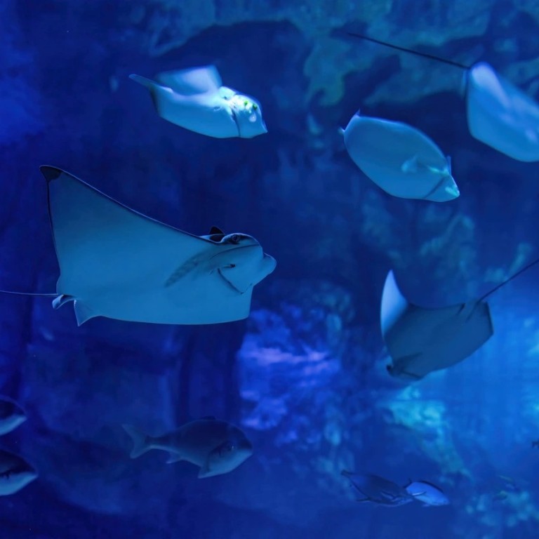 Marassi Aquarium & Underwater Zoo Tickets  Marassi Galleria Mall