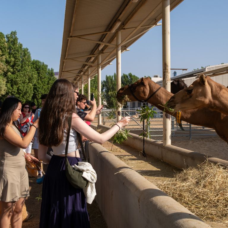 Camelicious - Camel Farm & Factory Tour with Camel Product Tasting  Camelicious