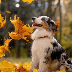 Canine Behavior & Puppy Training Courses Shop Online at Special Price from UAE Mega Deals