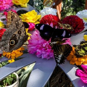 Discover Dubai Butterfly Garden: Entry For 1, 2, Or 4 Adults WATER SPORTS Shop Online at Special Price from UAE Mega Deals