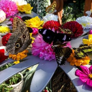 Buy Dubai Butterfly Garden & Miracle Garden Pass For One, Two Or Four Mega Deals Now at Special Price in UAEMegaDeals.com Dubai Butterfly Garden & Miracle Garden Pass For One, Two Or Four WATER SPORTS Shop Online at Special Price from UAE Mega Deals