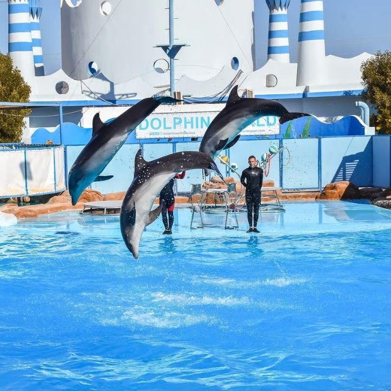Hurghada: Dolphin World Show with Walruses and Pickup  Dolphin World Show
