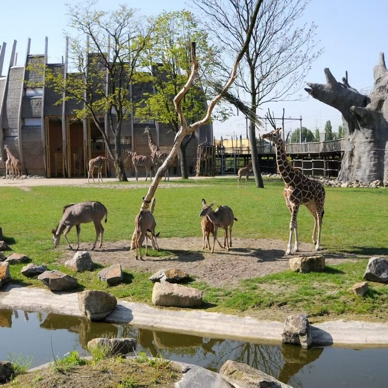 Blijdorp Rotterdam Zoo: Skip The Line Ticket  Blijdorp Rotterdam Zoo