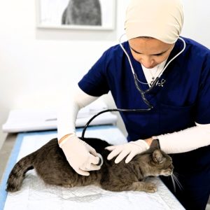 Comprehensive Vet Care: Vaccinations, Surgeries, X-rays For Pets PETS Shop Online at Special Price from UAE Mega Deals