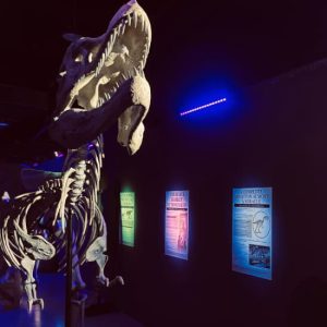 Buy Dinosaurs: The Immersive Odyssey at Dubai Festival City Mall, Dubai, United Arab Emirates Mega Deals Now at Special Price in UAEMegaDeals.com Dinosaurs: The Immersive Odyssey at Dubai Festival City Mall, Dubai, United Arab Emirates Culture Shop Online at Special Price from UAE Mega Deals