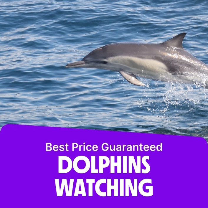 Dolphins Watching  Marina Bandar Al Rowdha