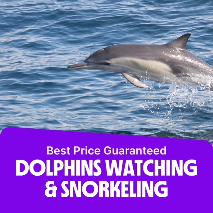 Dolphins Watching & Snorkeling  Marina Bandar Al Rowdha